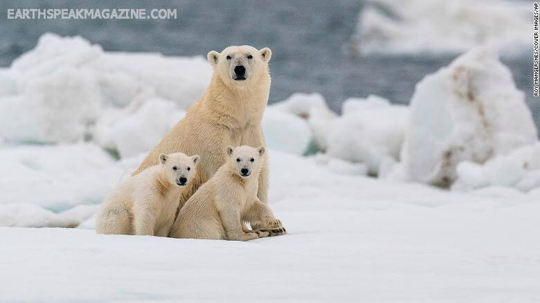 หมีขั้วโลก ในแคนามีตจำนวนน้อยลง รายงานระบุว่าประชากรหมีขั้วโลกในอ่าวฮัดสันทางตะวันตกของแคนาดาลดลง 27% ในเวลาเพียง 5 ปี รายงานของรัฐบาล