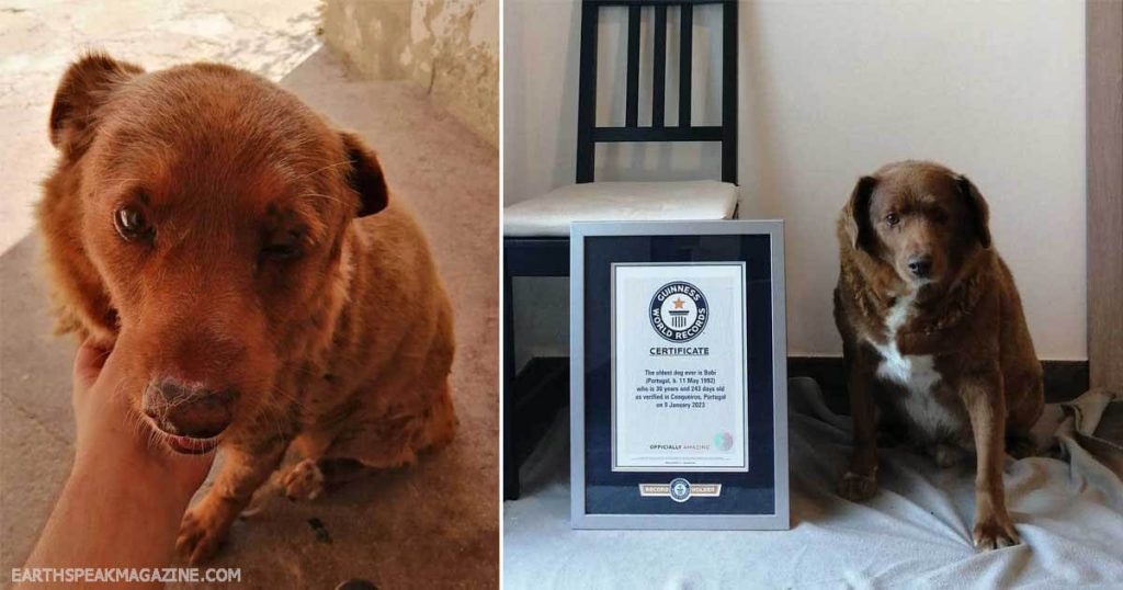 Bobi ทำลายสถิติสุนัขที่อายุมากที่สุด สุนัขสายพันธุ์โปรตุเกสอายุ 30 ปี ได้รับการเสนอชื่อให้เป็นสุนัขอายุมากที่สุดในโลกโดย Guinness World 
